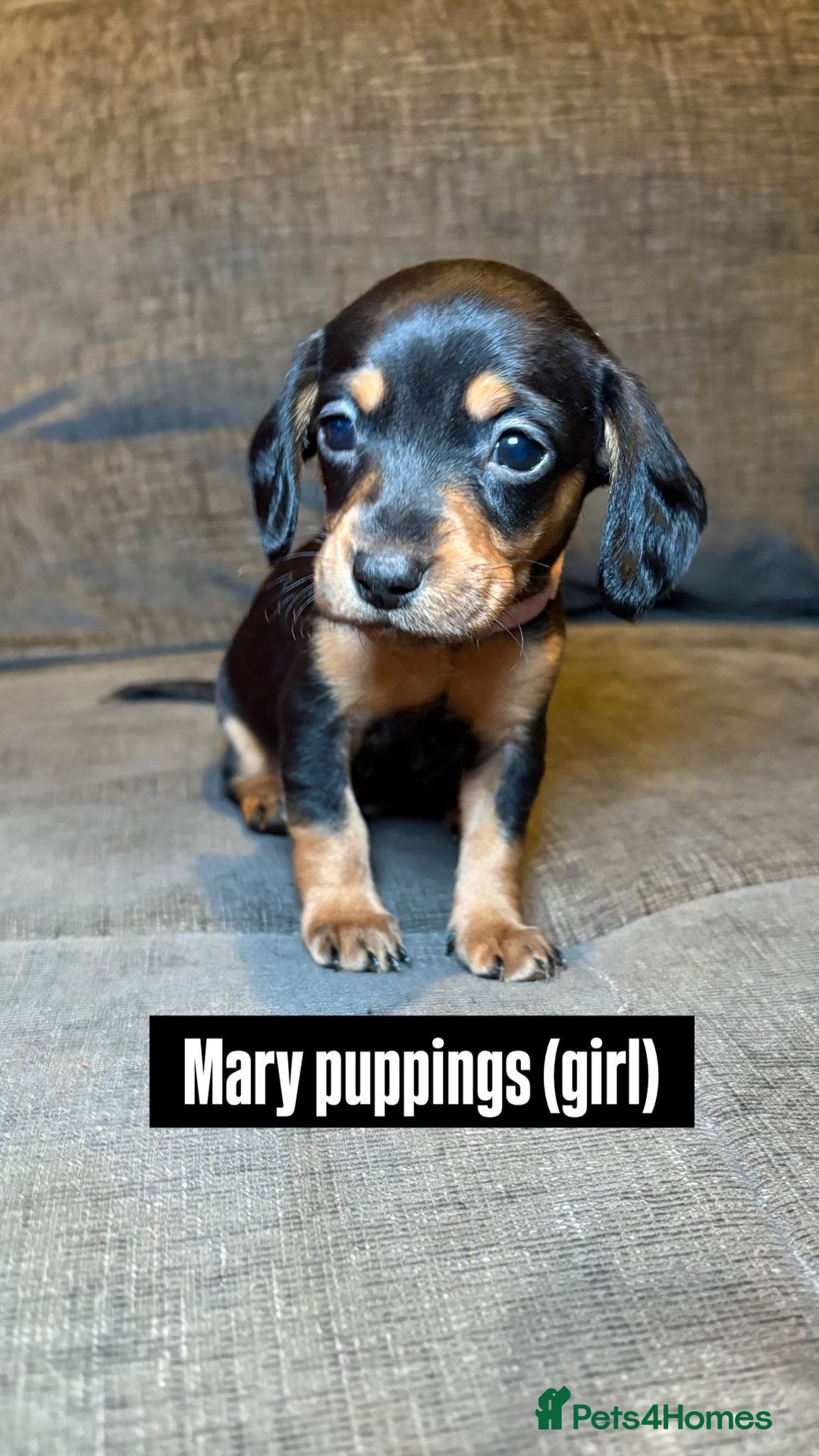 Mixed Breed dogs for sale: Adorable Doxiepoo Puppies for Sale - Advert 5