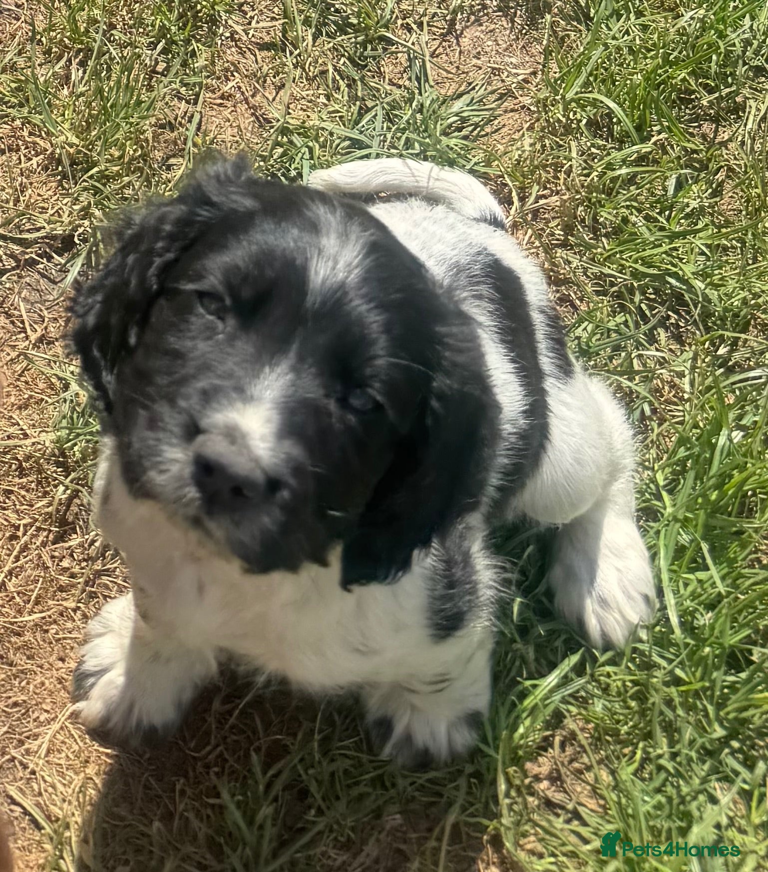 Cocker Spaniel dogs Beautiful litter of cocker spaniel puppies - Advert 2