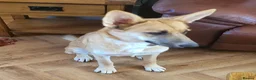 Mixed Breed dogs for adoption: DORA  9 months  - Advert 2