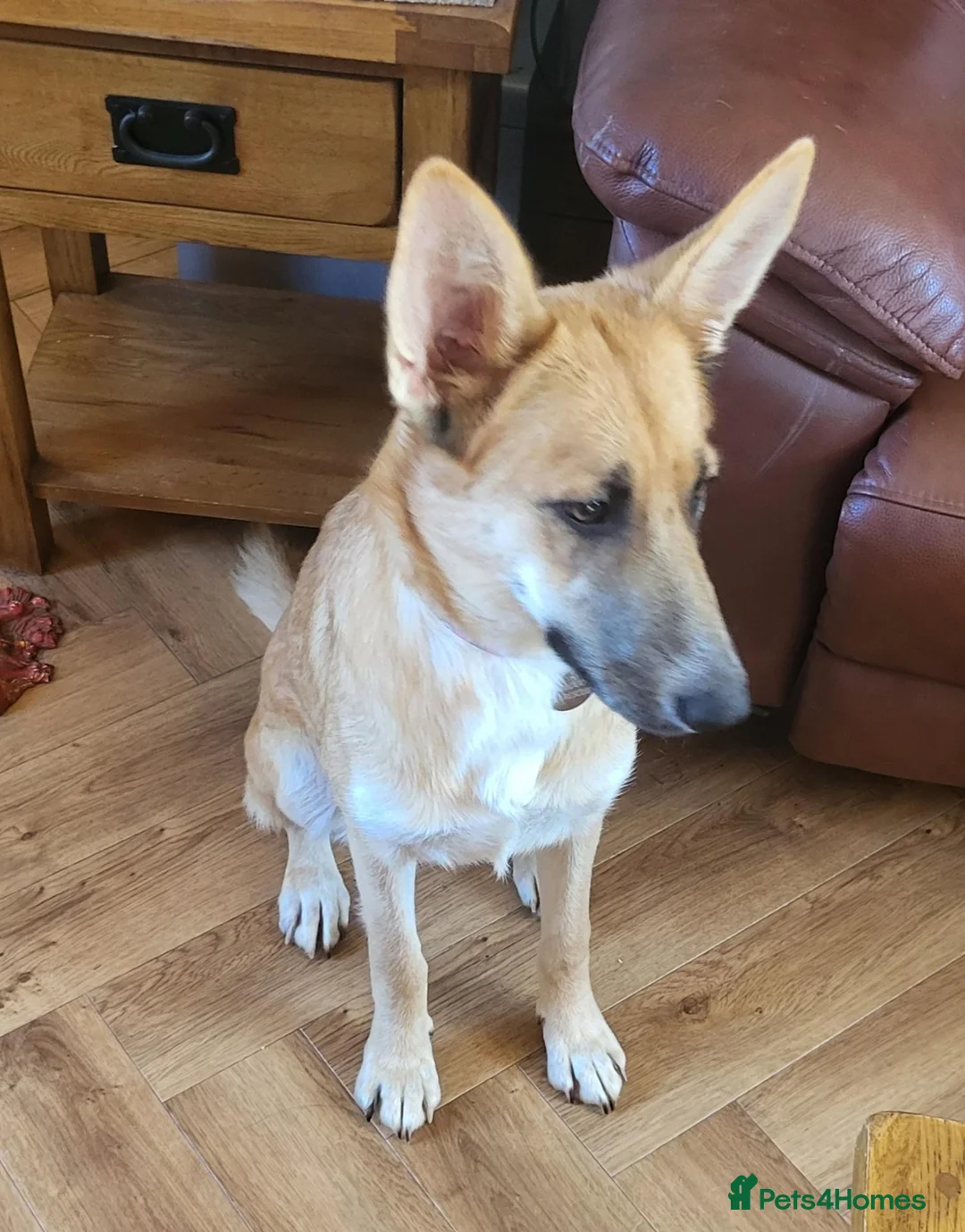 Mixed Breed dogs for adoption: DORA  9 months  - Advert 2