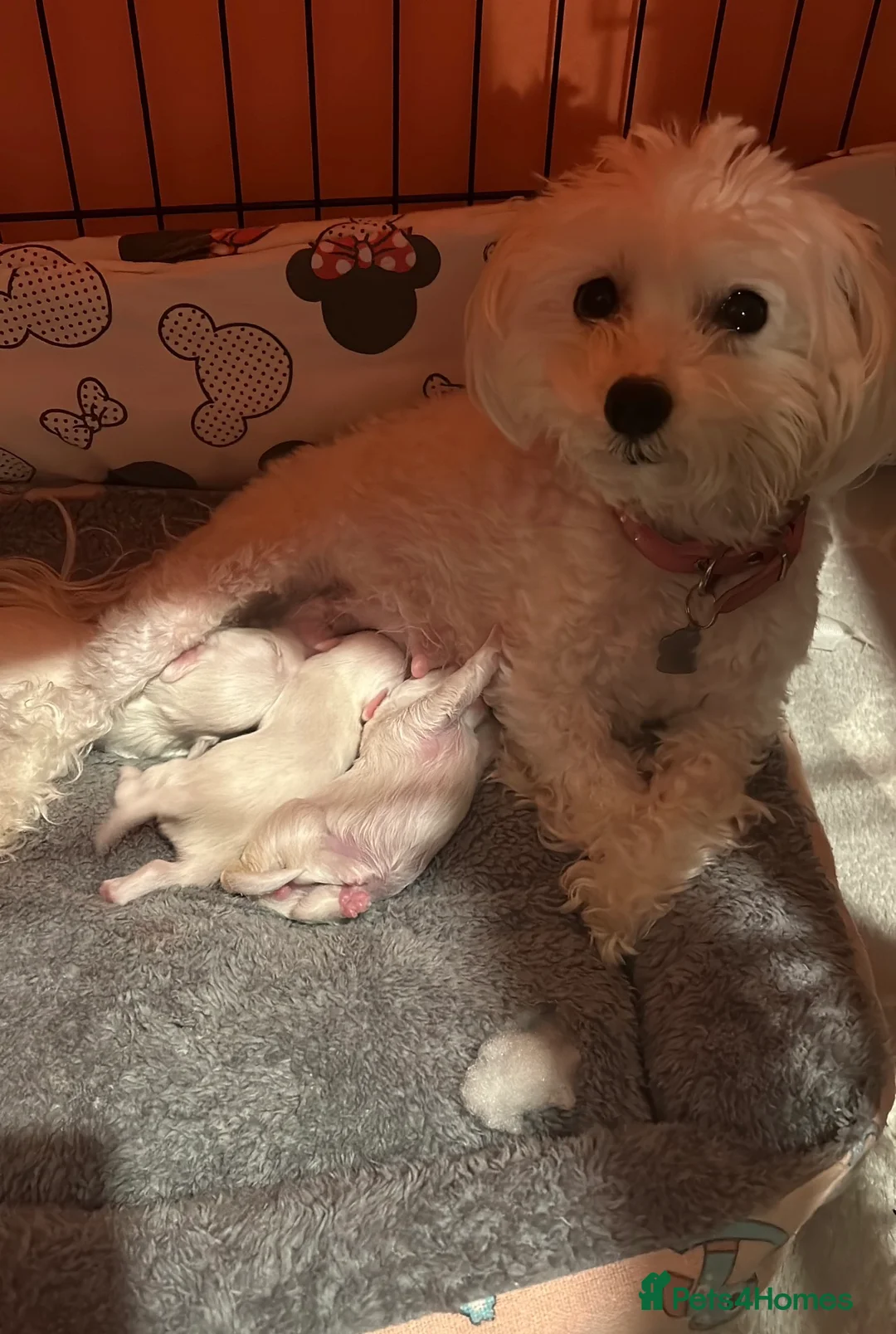 Maltese dogs for sale: Exceptional Maltese Puppies  - Advert 4