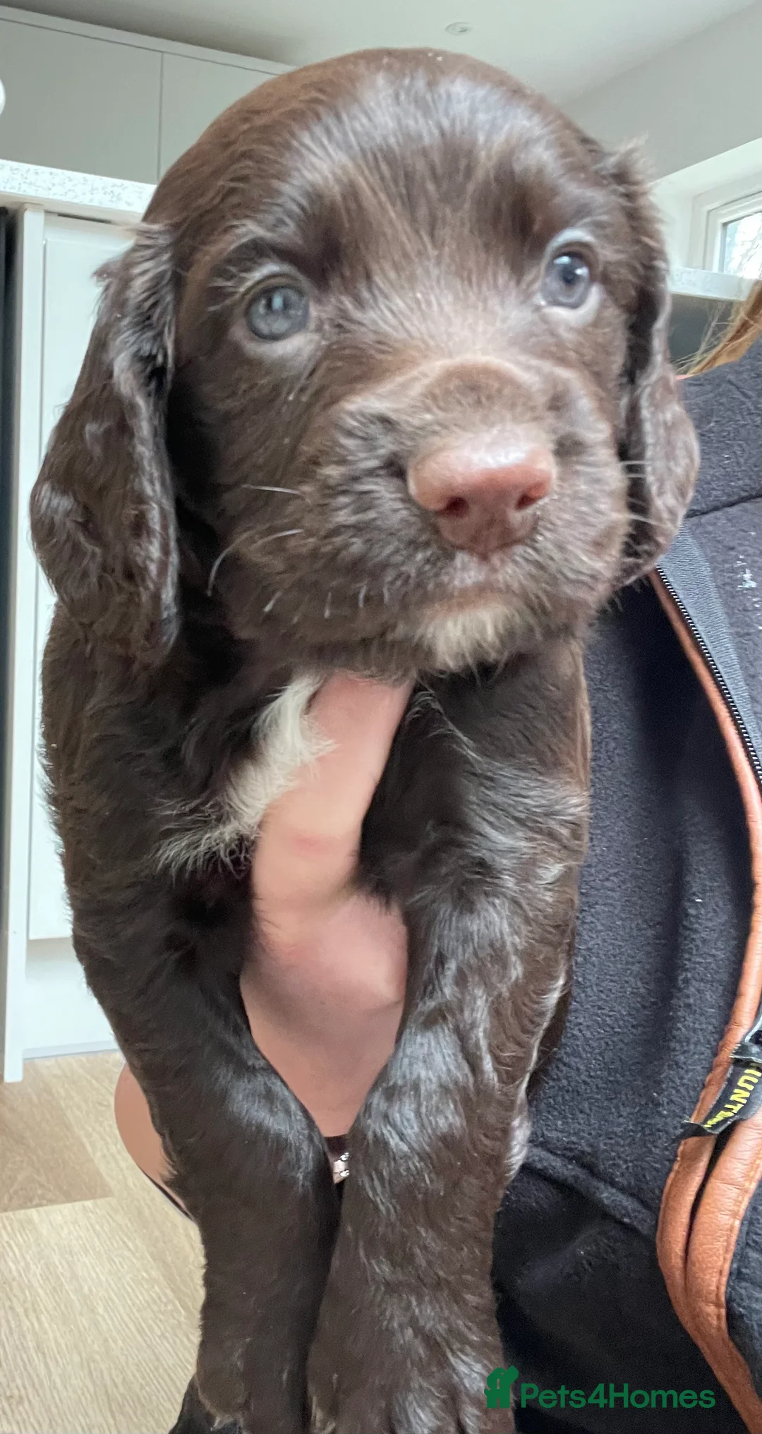Cocker Spaniel dogs for sale: Working cocker spaniel puppies - Advert 1