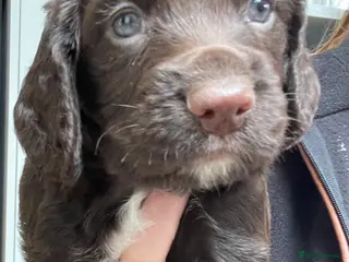 Cocker Spaniel dogs Working cocker spaniel puppies - Advert 1
