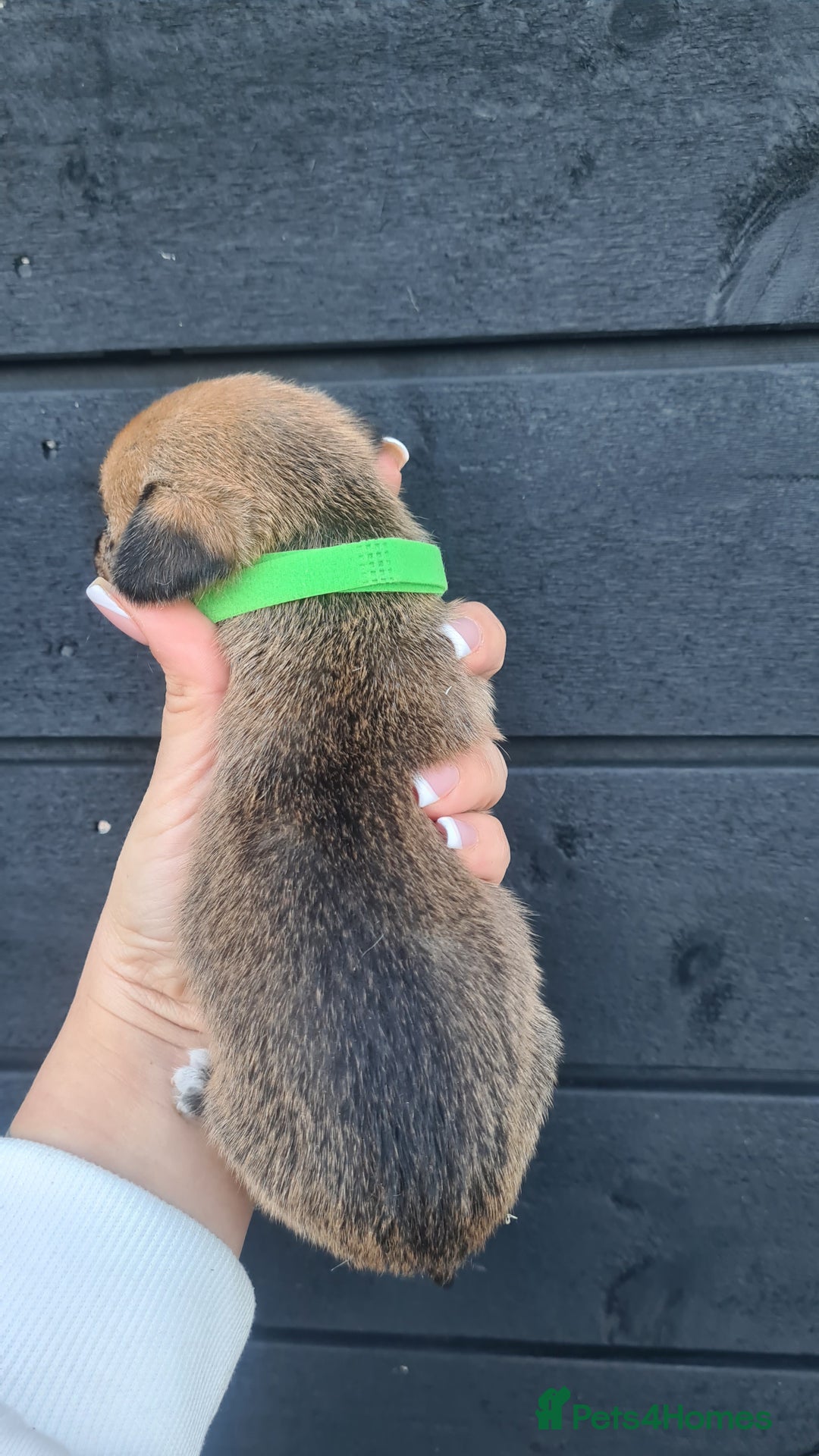 Mixed Breed dogs for sale: Patterjack x daxies pups available  - Advert 18