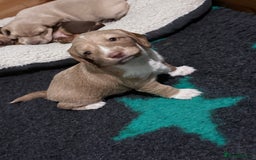 Mixed Breed dogs for sale: Adorable Daschund x spaniel pups  - Advert 21