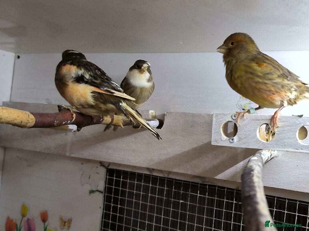 Canaries birds for sale: 5 beautiful 2025 canaries  - Advert 9