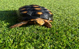Tortoise reptiles for sale: Red foot and Herman’s  - Image 1