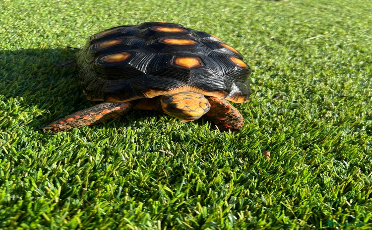 Tortoise reptiles - Advert 6