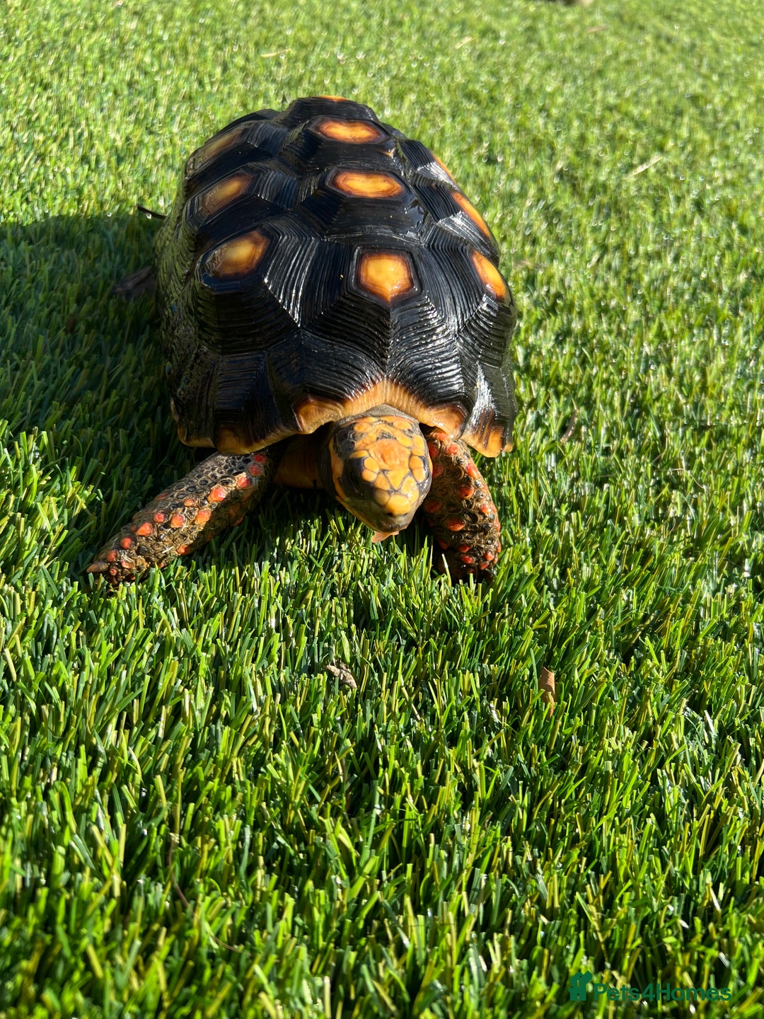 Tortoise reptiles for sale: Red foot and Herman’s  - Image 1