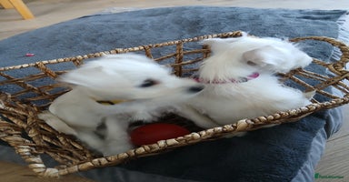 Miniature Schnauzer dogs - Advert 4