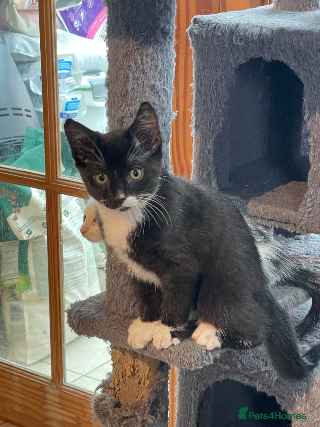 Mixed Breed cats for sale: Kitten for sale  - Advert 6