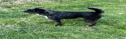 Patterdale Terrier dogs for sale: Patterdale terriers  - Advert 7