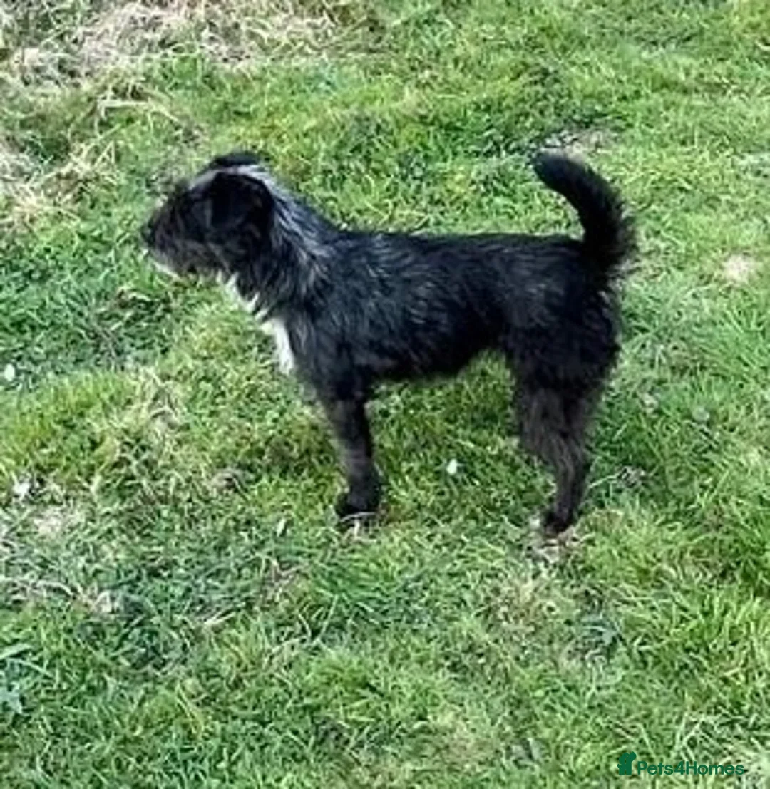 Patterdale Terrier dogs for sale: Patterdale terriers  - Advert 7