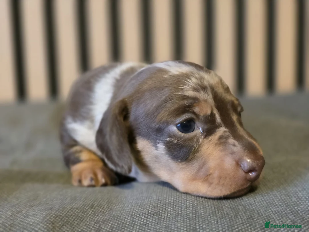Miniature Dachshund dogs for sale: Pedigree miniature Dachshund baby girls - Advert 20