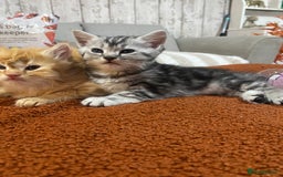 Persian cats for sale: Persian Cross Kittens  - Image 12