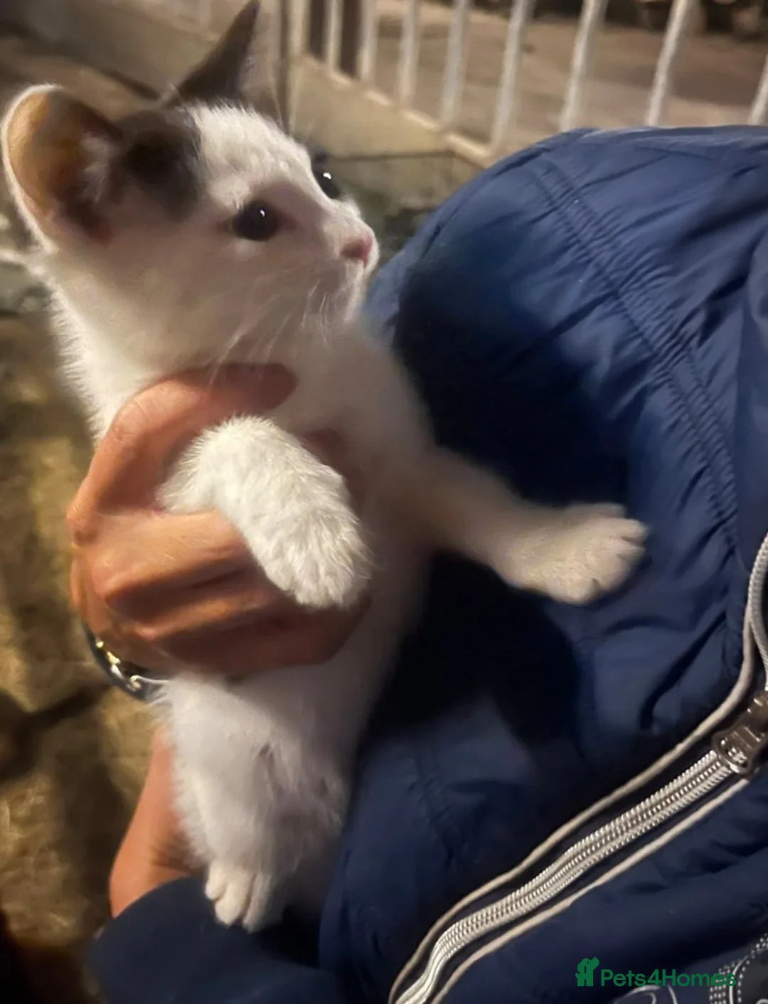 Mixed Breed cats for sale: Beautiful female kitten for sale - Advert 2