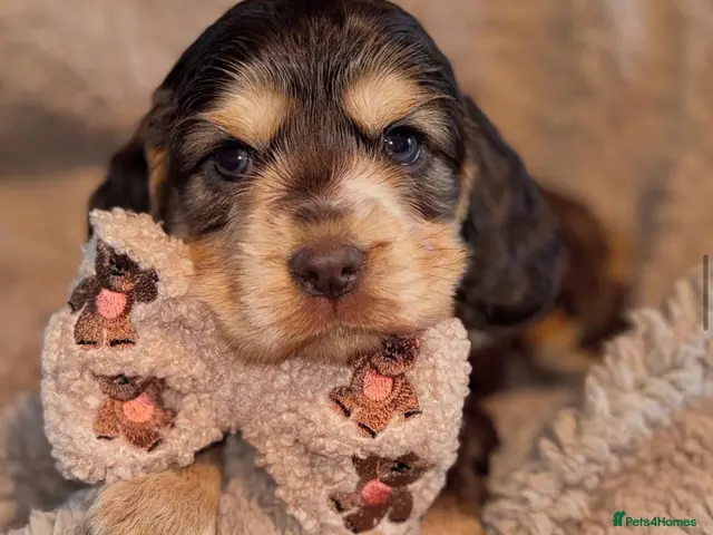 Cocker Spaniel dogs for stud: KC REGISTERED CHOCOLATE SABLE MALE - Advert 2