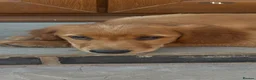 Golden Retriever dogs for sale: Quality KC Registered Golden Retriever Puppies - Advert 17