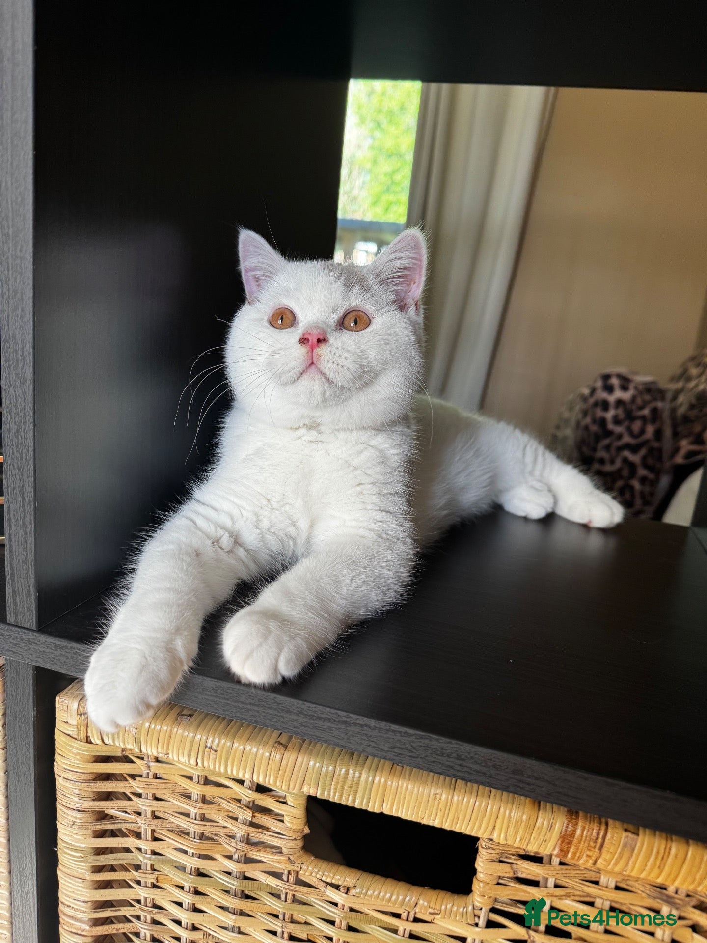 British Shorthair cats British shorthair male kittens  - Advert 10