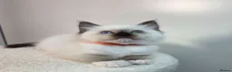 Ragdoll cats for sale: GCCF Ragdoll Sealpoint Mitted kitten - Advert 26