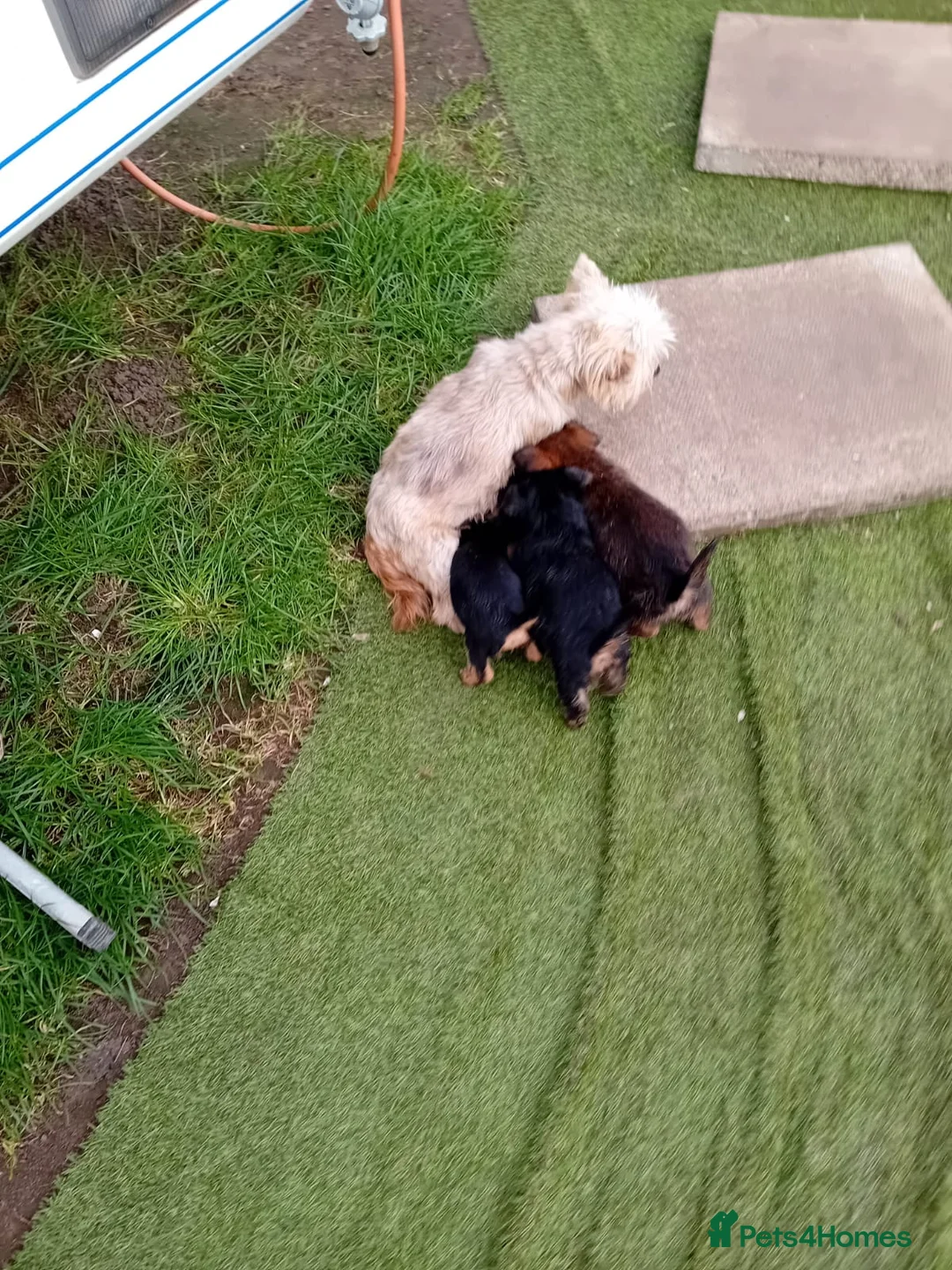 Chorkie dogs for sale: 4 beautiful chorkie girls  - Advert 6