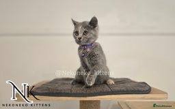British Shorthair cats for sale: ❗️❗️2 LEFT❗️❗️CHUNKY ADORABLE FLUFF BALLS in Ilkeston - Image 13