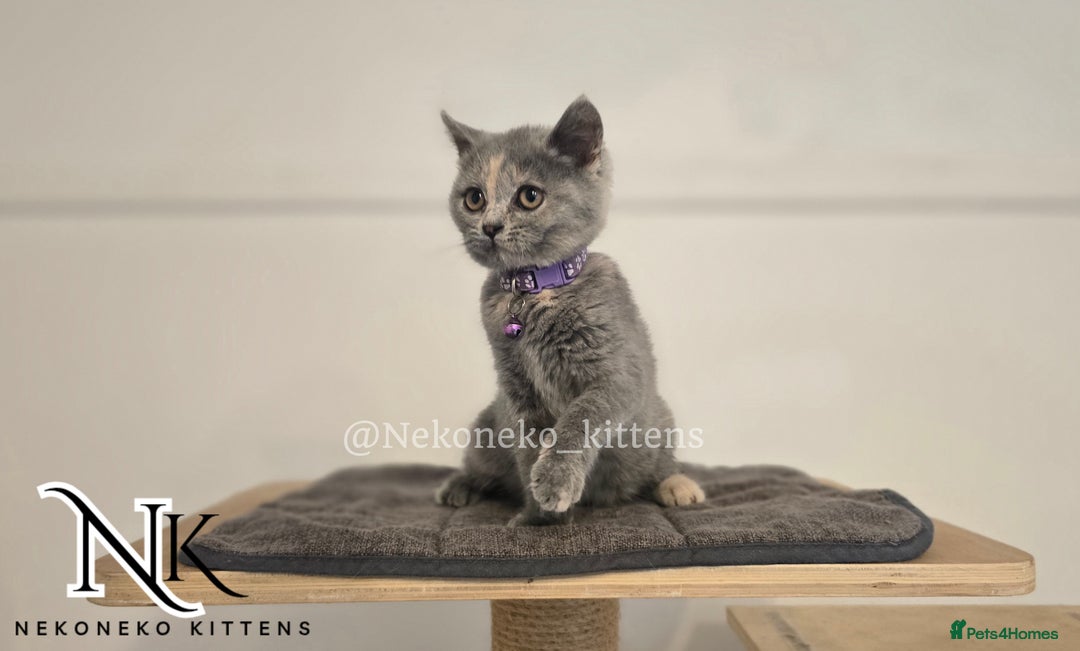 British Shorthair cats for sale: ❗️❗️2 LEFT❗️❗️CHUNKY ADORABLE FLUFF BALLS in Ilkeston - Image 13