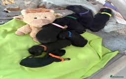 German Shepherd dogs for sale: 7 beautiful German Shepherd puppies  - Image 4