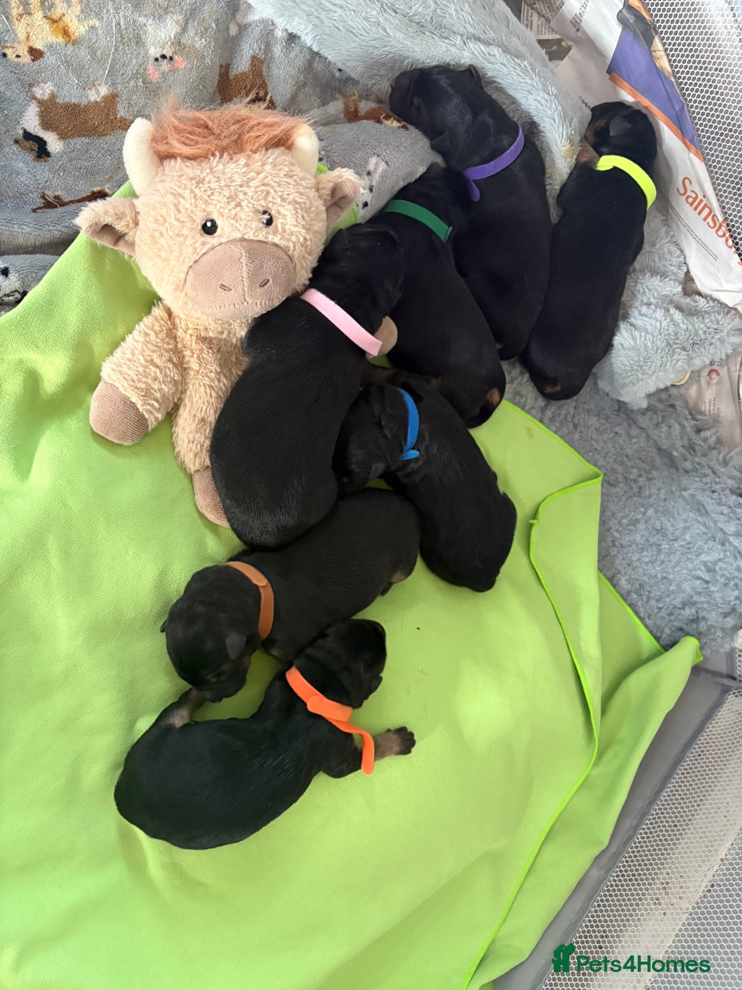 German Shepherd dogs for sale: 7 beautiful German Shepherd puppies  - Image 4