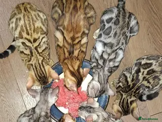 Bengal cats Stunning Bengal Kittens - Advert 2
