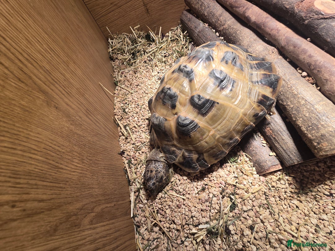 Tortoise reptiles for sale: Timmy the tortoise  - Advert 3
