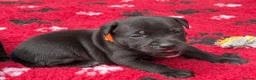 Staffordshire Bull Terrier dogs for sale: KC Health Tested Staffordshire Bull Terriers - Advert 28