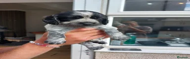 Sprocker 5