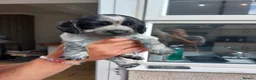 Sprocker dogs for sale: Stunning Sprocker Spaniel Puppies For Sale in Hull - Advert 14
