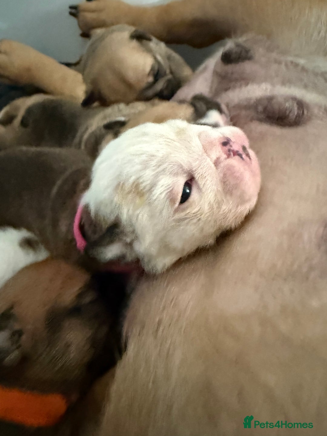 English Bulldog dogs for sale: Traditional English Bulldog Puppies  - Image 15