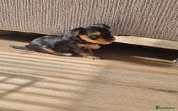 Yorkshire Terrier dogs for sale: 3 yorkshire terrier puppies - Image 4