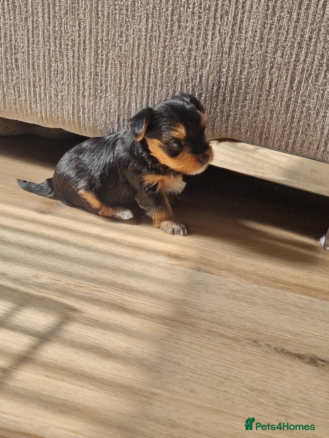 Yorkshire Terrier dogs for sale: 3 yorkshire terrier puppies - Image 4