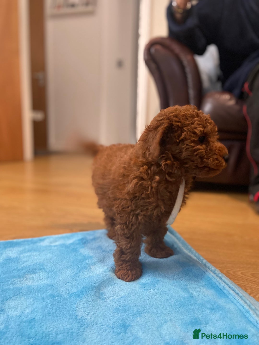 Cavapoochon dogs for sale: Cavapoochons!!  - Image 4