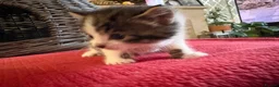 Mixed Breed cats for sale: Five beautiful kittens - readvertised to edit - Advert 15