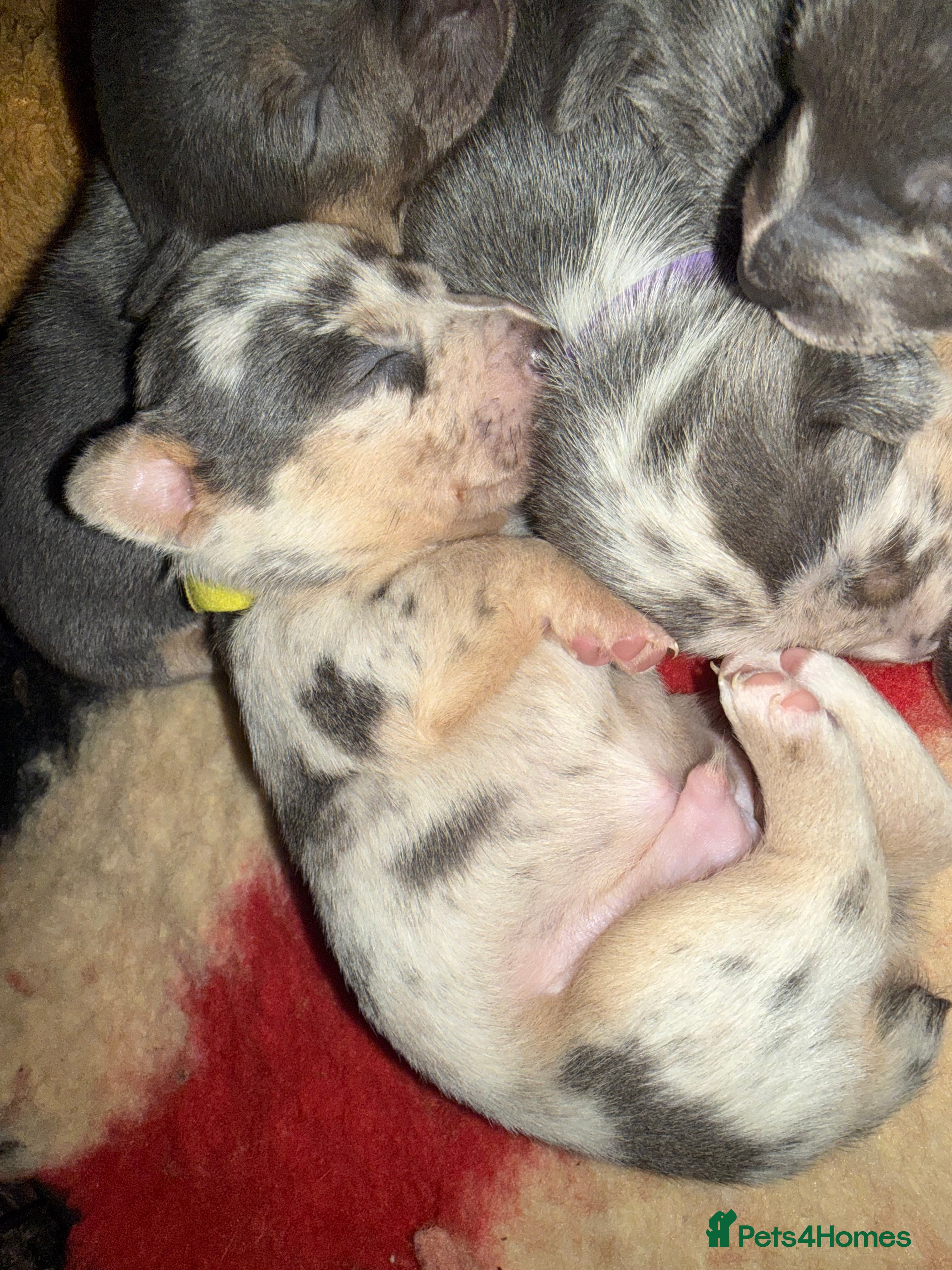 Jack Russell dogs for sale: Dilute & Merle Jack Russell’s - docked - Advert 2