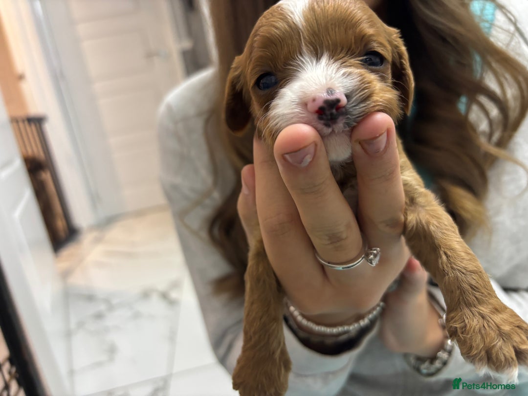 Cavapoo dogs for sale: Beautiful DNA health tested Cavapoo male puppies - Image 5