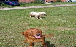 Golden Retriever dogs for sale: KC Registered Golden Retriever Pups - Image 10