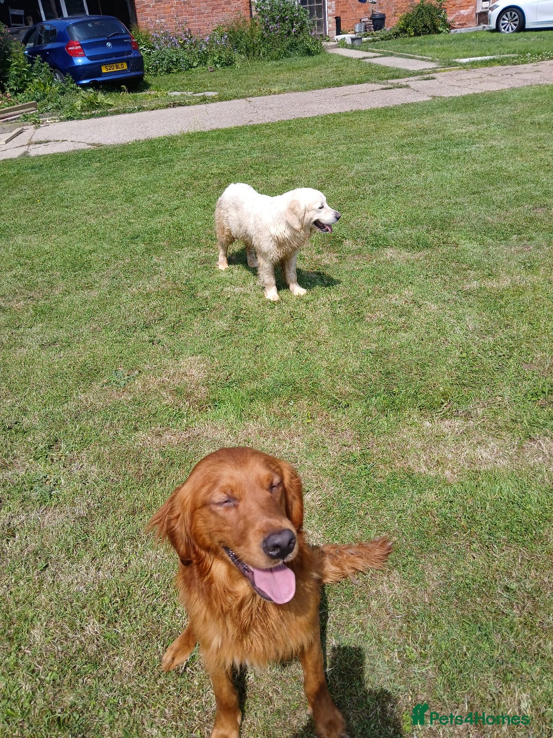 Golden Retriever dogs for sale: KC Registered Golden Retriever Pups - Image 10