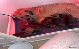 Border Terrier dogs for sale: Pedigree slem clear border terrier - Image 5