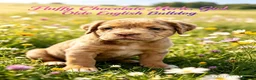 Olde English Bulldogge dogs for sale: Stunning puppies in Gravesend - Advert 8