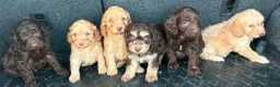 Cockapoo dogs for sale: Cockerpoo puppies  in Peterborough - Advert 6