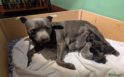 Staffordshire Bull Terrier dogs for sale: Ms/Mister - Image 27