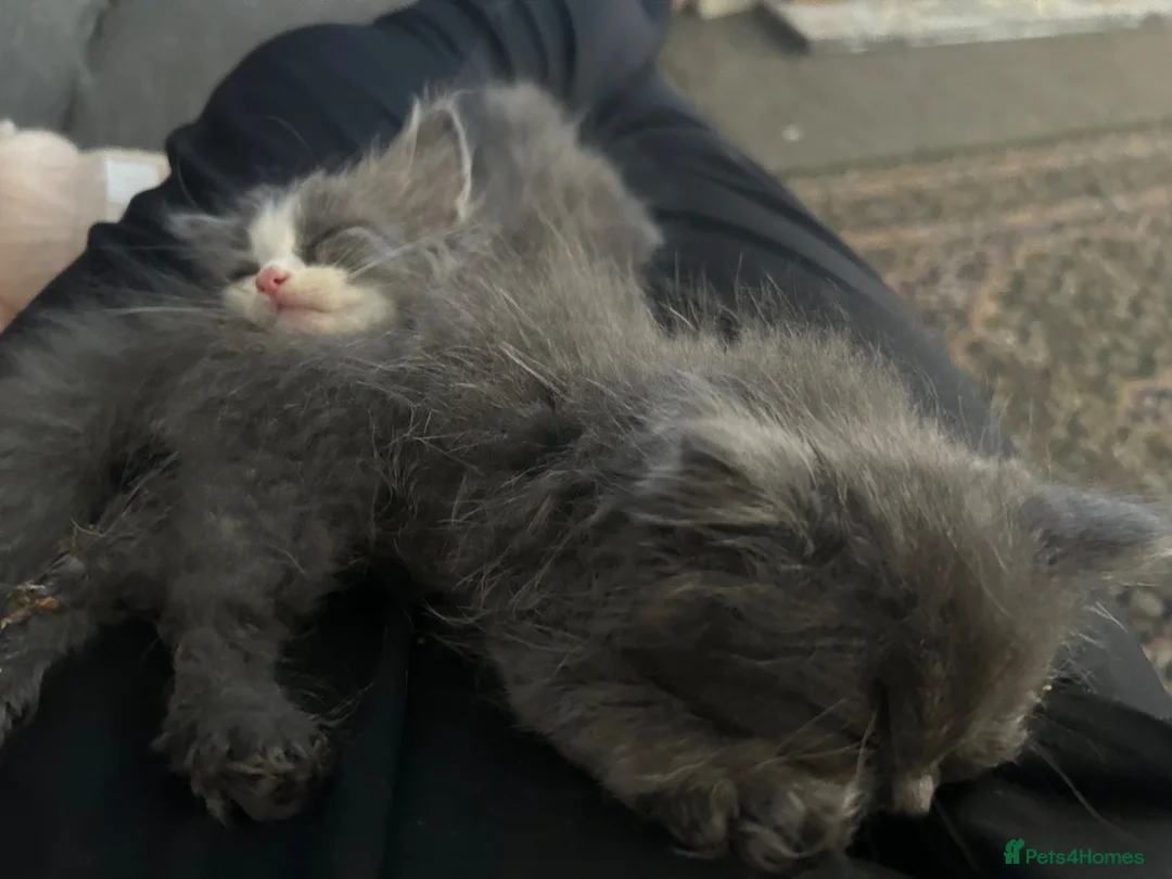 Turkish Angora cats for sale: Last fluffy angora girl - Advert 1