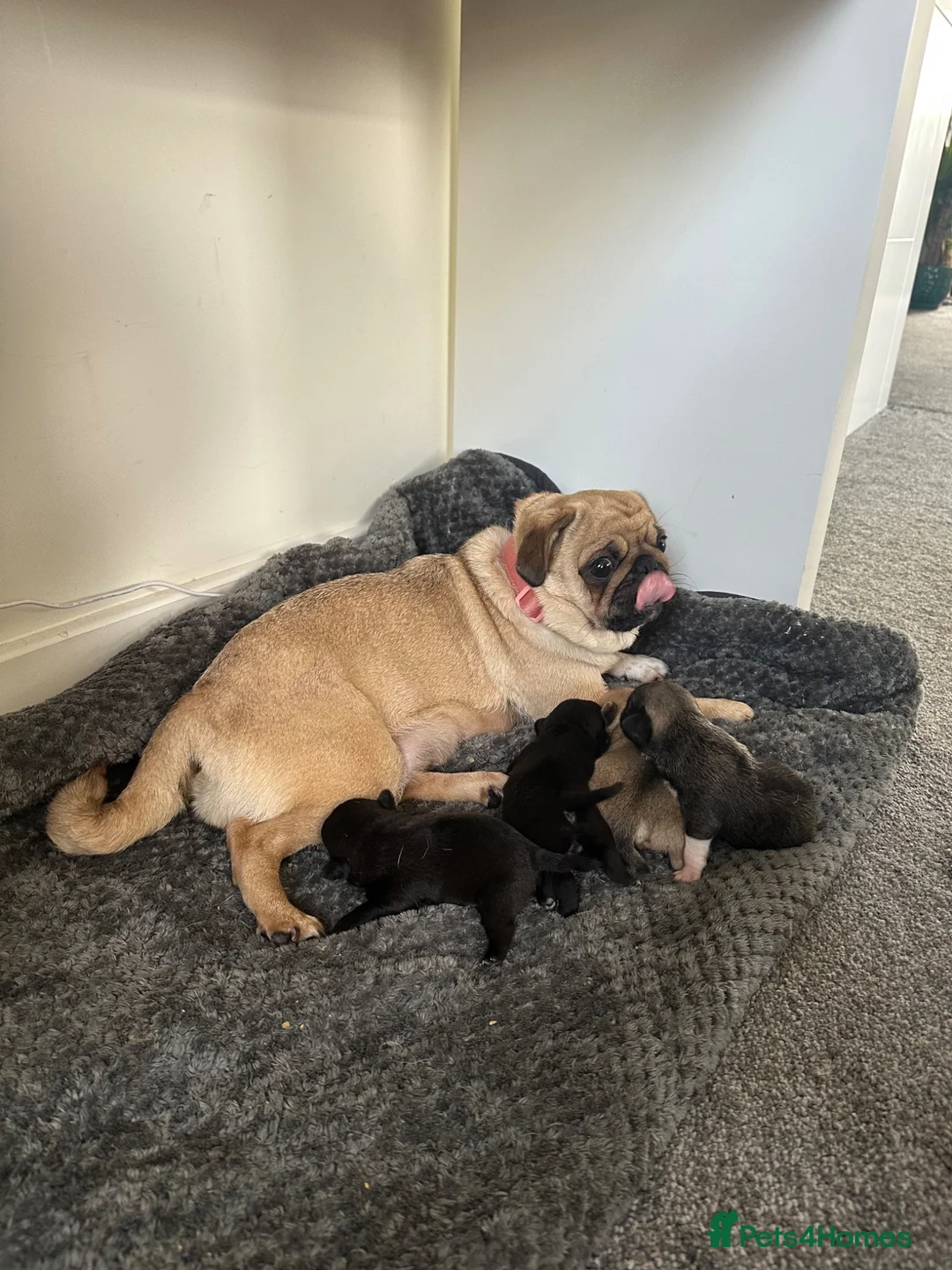 Pug dogs for sale: Pure bred Pug puppies  in Exeter - Advert 1