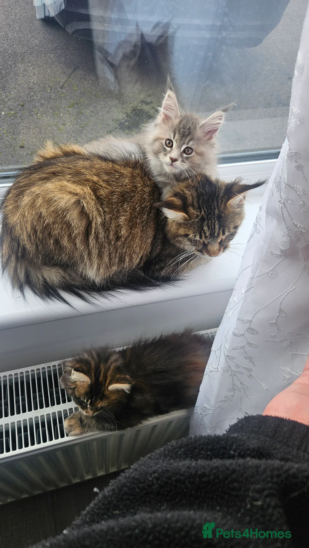 Maine Coon cats for sale: Adorable Main coon kittens - Advert 19